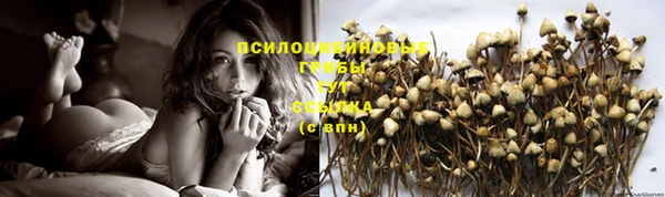 крисы Аркадак